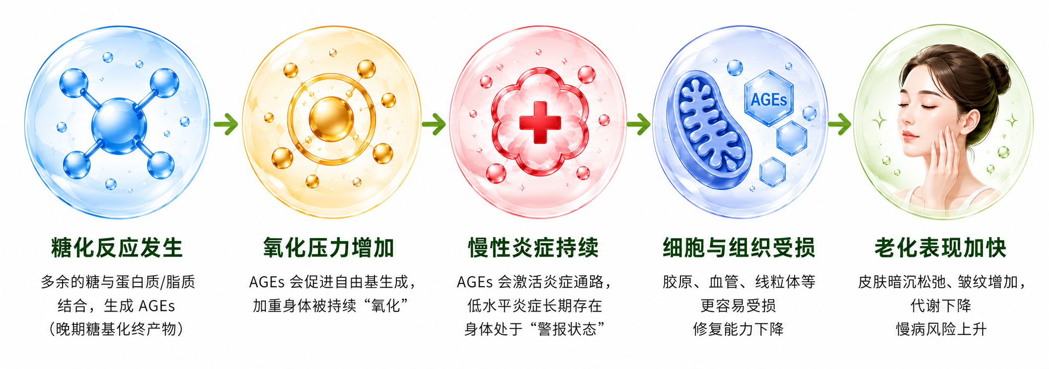 糖化反应发生后，氧化压力增加、慢性炎症持续、细胞与组织受损，老化表现加快。