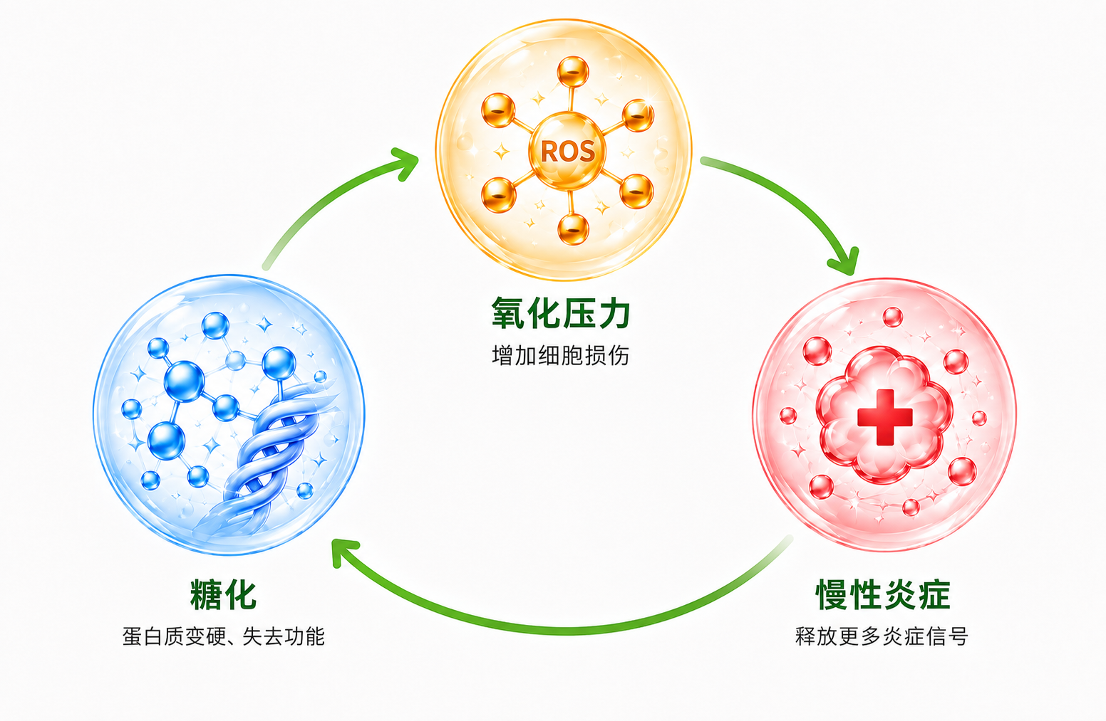 糖化、氧化压力与慢性炎症互相放大的循环。