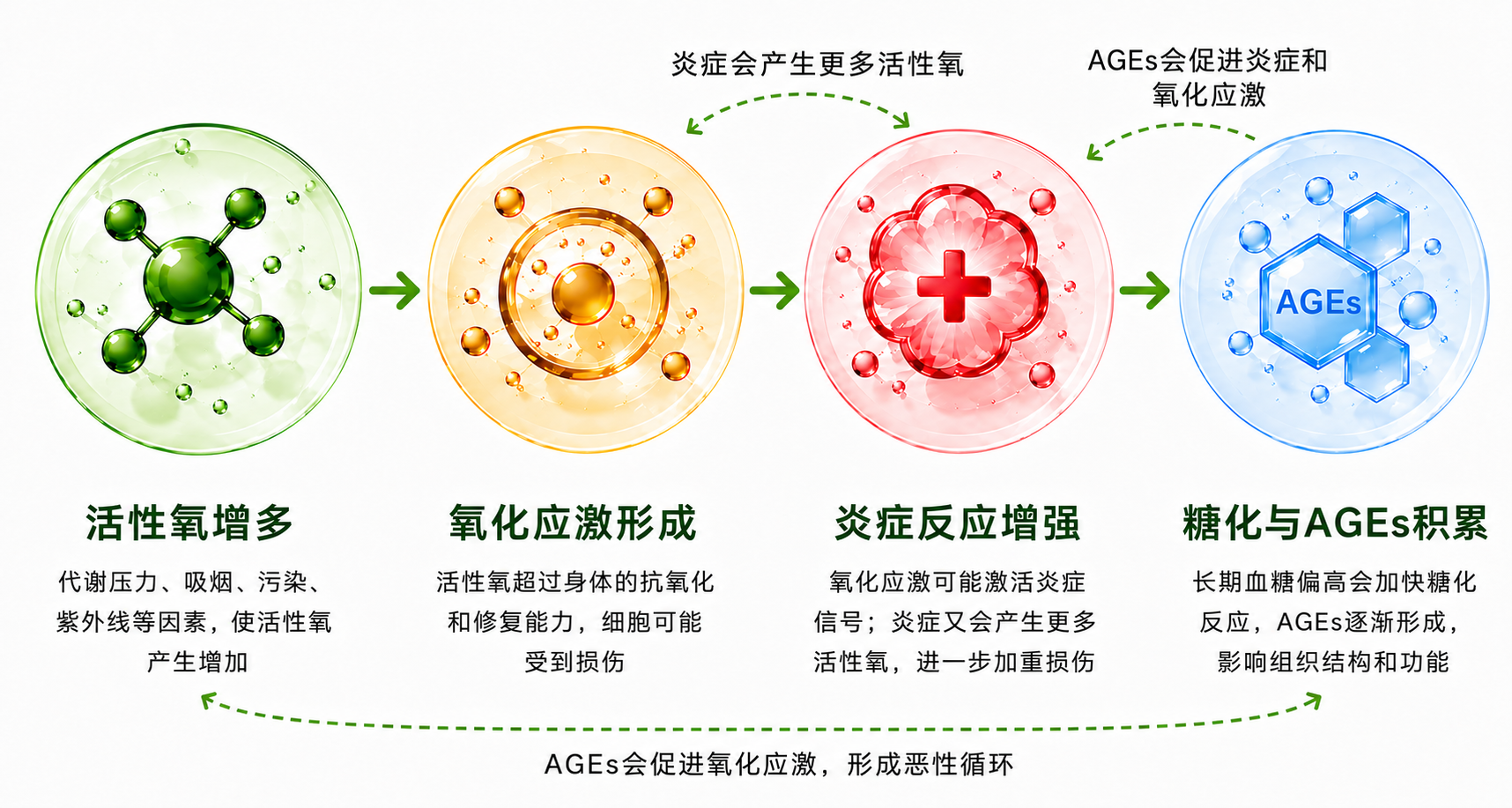 活性氧增多、氧化应激、炎症反应增强与糖化及AGEs积累之间的关系总览。