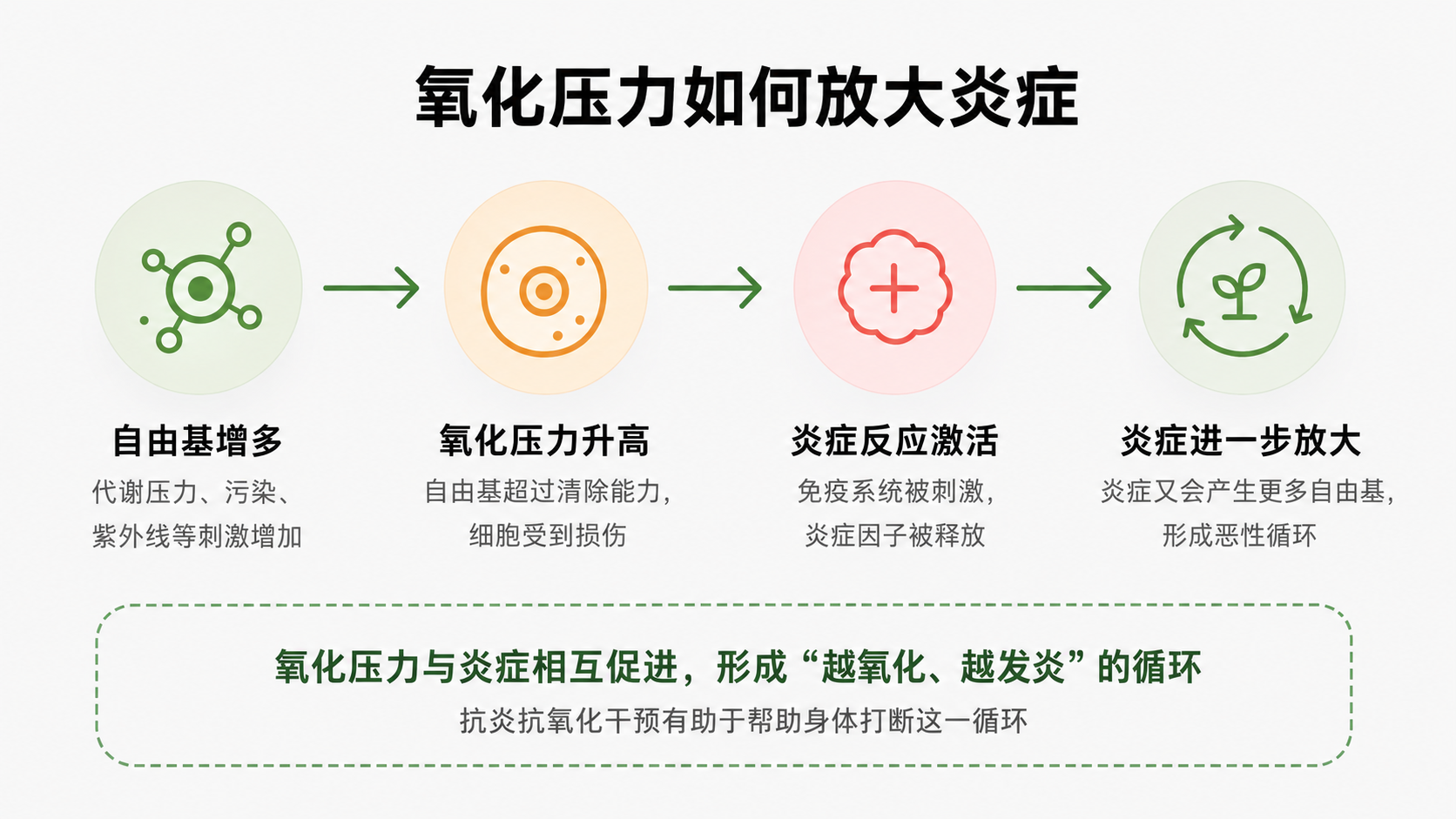 氧化压力如何放大炎症：自由基增多、氧化压力升高、炎症反应激活，并进一步形成恶性循环。