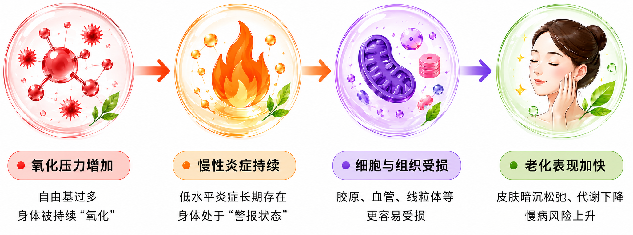氧化压力增加、慢性炎症持续、细胞与组织受损，最终让老化表现加快。