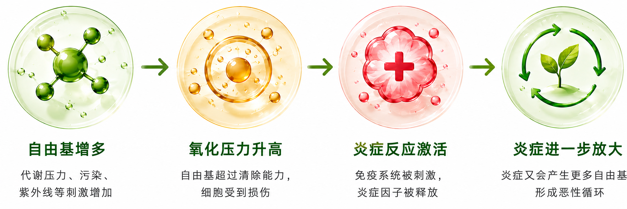 自由基增多、氧化压力升高、炎症反应激活，并进一步放大炎症。